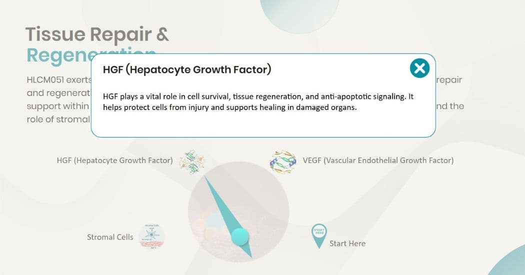 E-learning slide explaining tissue repair and regeneration mechanisms of HLCM051, highlighting growth factors such as HGF and VEGF through interactive definitions.